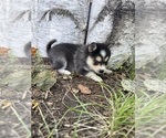 Small #7 Alaskan Klee Kai-Pomsky Mix