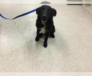 Mutt Dogs for adoption in Riverside, CA, USA