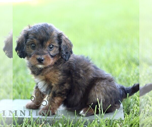 Medium Photo #2 Cavapoo (Miniature) Puppy For Sale in LEOLA, PA, USA