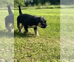 Small Photo #3 American Bully Puppy For Sale in PLAINFIELD, CT, USA