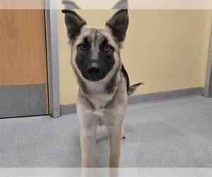German Shepherd Dog-Siberian Husky Mix Dogs for adoption in Orange, CA, USA