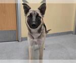 Small German Shepherd Dog-Siberian Husky Mix