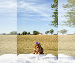 Small #4 Goldendoodle-Poodle (Toy) Mix