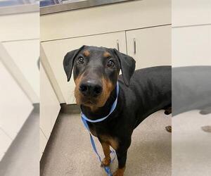 Doberman Pinscher Dogs for adoption in HESPERIA, CA, USA