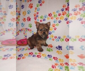 Yorkshire Terrier Puppy for Sale in LAPEER, Michigan USA