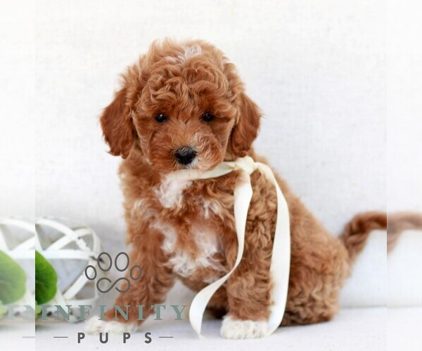 Medium Photo #1 Cavapoo (Miniature) Puppy For Sale in NEWMANSTOWN, PA, USA
