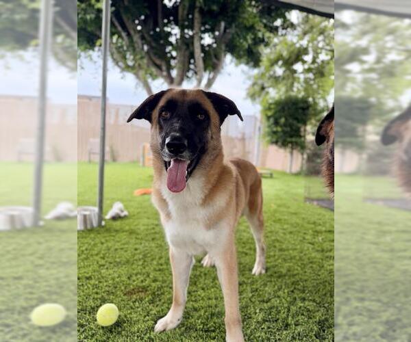 Medium Photo #2 Mutt Puppy For Sale in Chula Vista, CA, USA