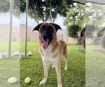 Small #1 Mutt