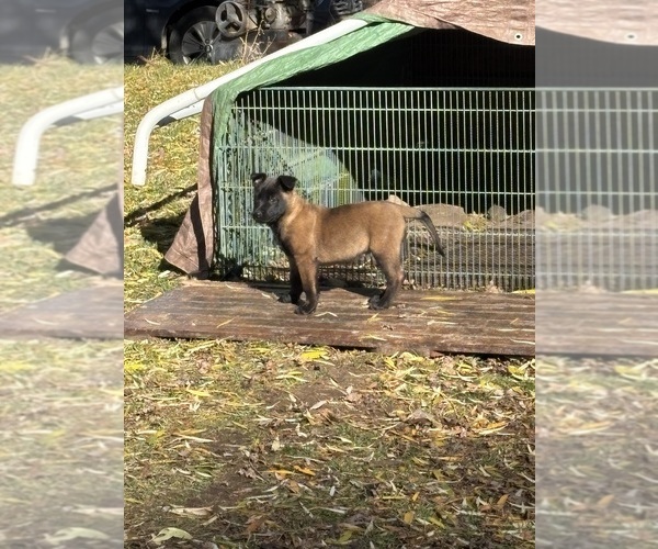 Medium Photo #6 Belgian Malinois Puppy For Sale in EPHRATA, WA, USA