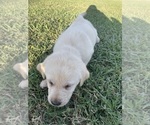 Small Photo #8 Labrador Retriever Puppy For Sale in CHURCH HILL, TN, USA