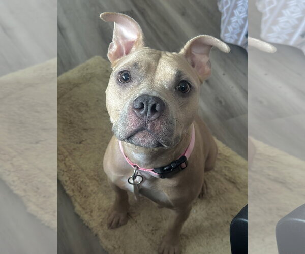 Medium Photo #3 Mutt Puppy For Sale in Rockaway, NJ, USA