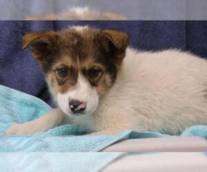 Mutt Dogs for adoption in Thief River Falls, MN, USA