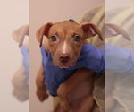 Small #14 Mutt