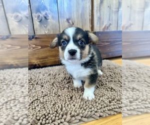 Medium Pembroke Welsh Corgi