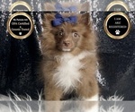 Small #6 Pomeranian