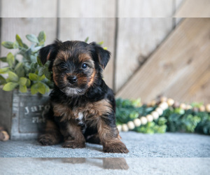 Medium Yorkshire Terrier