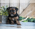 Puppy Kobe Yorkshire Terrier