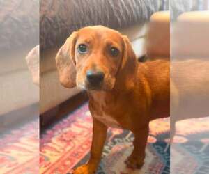 Beagle-Unknown Mix Dogs for adoption in Hinton, WV, USA