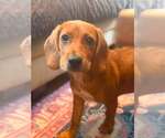 Small Beagle Mix