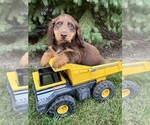 Small Photo #5 Dachshund Puppy For Sale in MIDDLEBURY, IN, USA