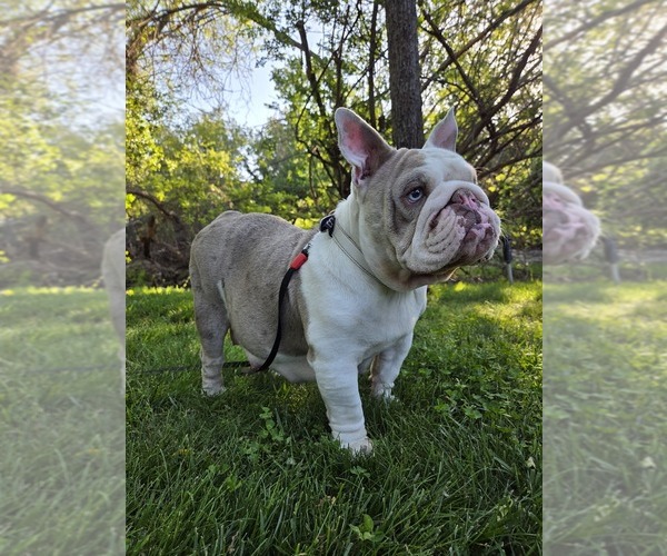 Medium Photo #21 English Bulldog Puppy For Sale in SACRAMENTO, CA, USA
