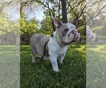 Small #20 English Bulldog