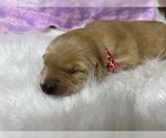 Small #5 Golden Retriever