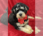 Small Photo #3 Bernedoodle (Miniature) Puppy For Sale in BULLARD, TX, USA
