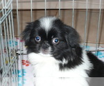 Small Photo #3 Japanese Chin Puppy For Sale in ORO VALLEY, AZ, USA