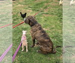Small #5 Mutt