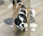 Small #2 Shih Apso