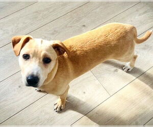 Mutt Dogs for adoption in Genesee, WI, USA