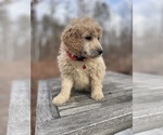 Small Photo #2 Poodle (Miniature) Puppy For Sale in SCOTTSVILLE, VA, USA