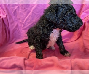 F2 Aussiedoodle Puppy for sale in CHAPEL HILL, NC, USA