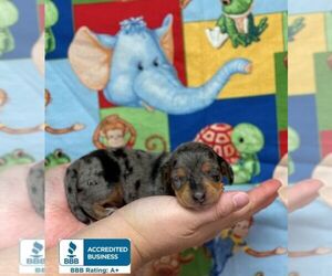 Dachshund Puppy for sale in WINNSBORO, LA, USA