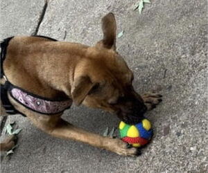 Amber - Female Mutt Dog for Adoption - Photo #8