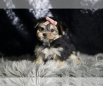 Small #5 Morkie
