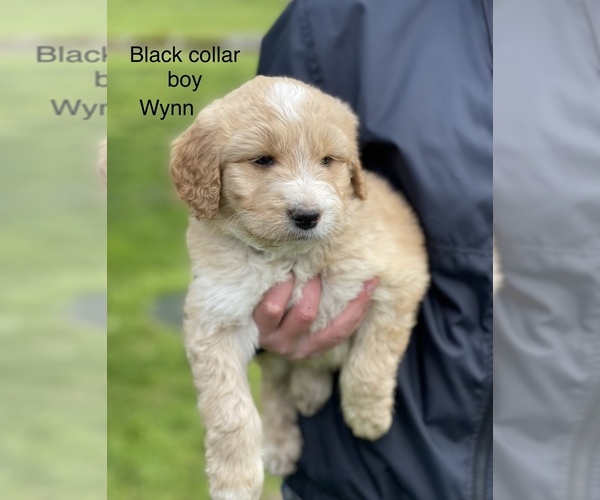 Medium Photo #3 Aussiedoodle Puppy For Sale in BATTLE GROUND, WA, USA