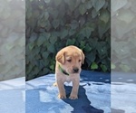 Small #2 Labrador Retriever