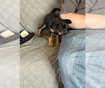 Small #3 Carlin Pinscher