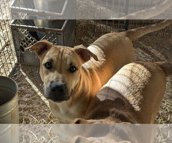 Medium Photo #2 Chinese Shar-Pei-Unknown Mix Puppy For Sale in Golden Valley, AZ, USA