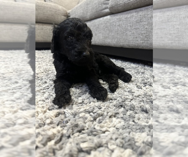Medium Photo #9 Poodle (Standard) Puppy For Sale in COLORADO SPRINGS, CO, USA