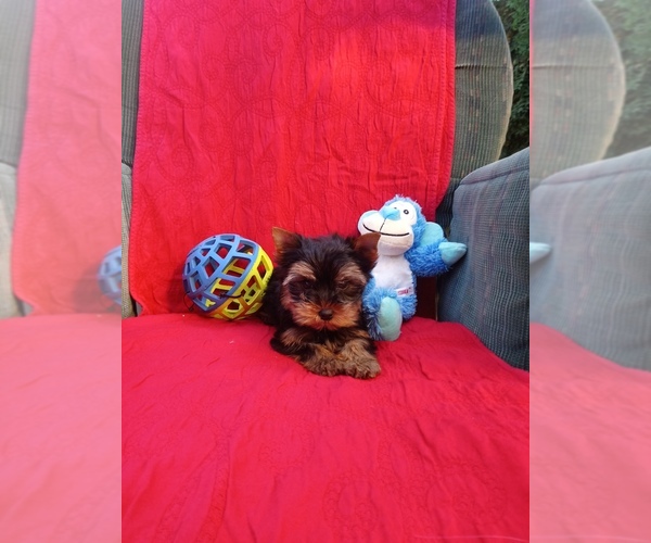 Medium Photo #4 Yorkshire Terrier Puppy For Sale in SIMI VALLEY, CA, USA