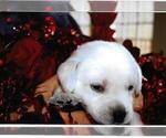 Puppy Matthew Labrador Retriever