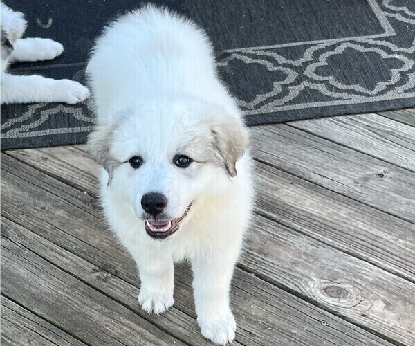 Medium Photo #11 Great Pyrenees Puppy For Sale in MOUNT AIRY, NC, USA