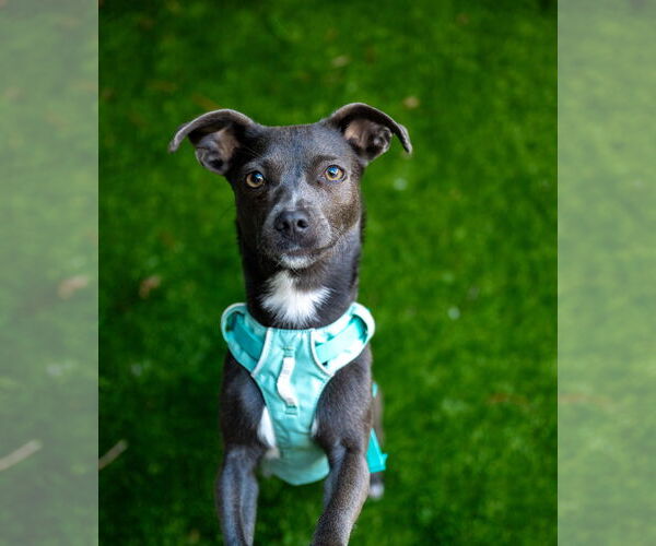 Medium Photo #5 Chiweenie Puppy For Sale in San Francisco, CA, USA