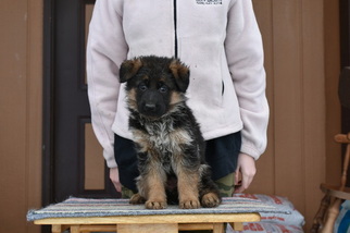 German Shepherd Dog Puppy for sale in PRIEST RIVER, ID, USA