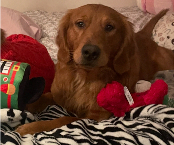 Medium Photo #1 Golden Retriever Puppy For Sale in SOMERSWORTH, NH, USA