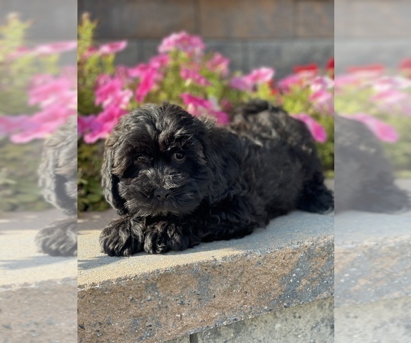 Medium Photo #2 Lhasa-Poo Puppy For Sale in CANOGA, NY, USA