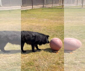 Jonah - Male Chow Chow-Unknown Mix Dog for Adoption - Photo #2